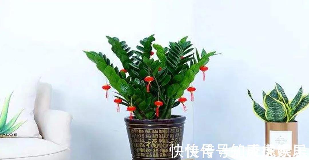 10大“吉祥花”适合养客厅，格调高，株型美，旺财又护家