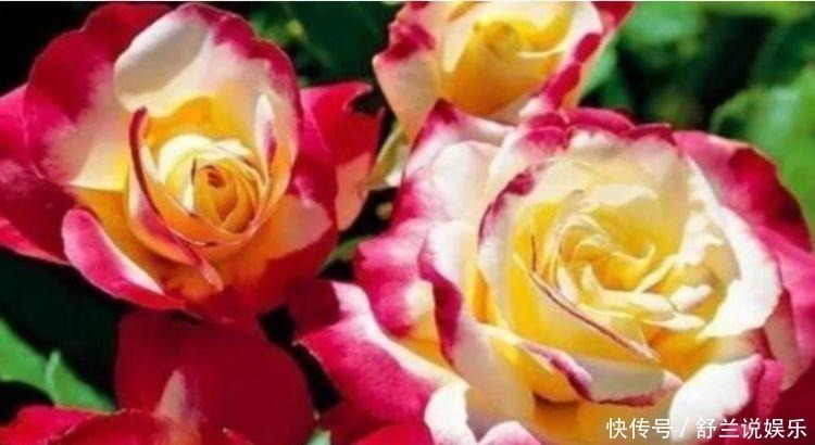 养花|养花就养这几款,全年开花不停,养成一片花海新手也能养活