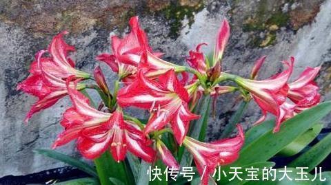 朱顶红,新年吉祥花,养好朱顶红,新年一定红