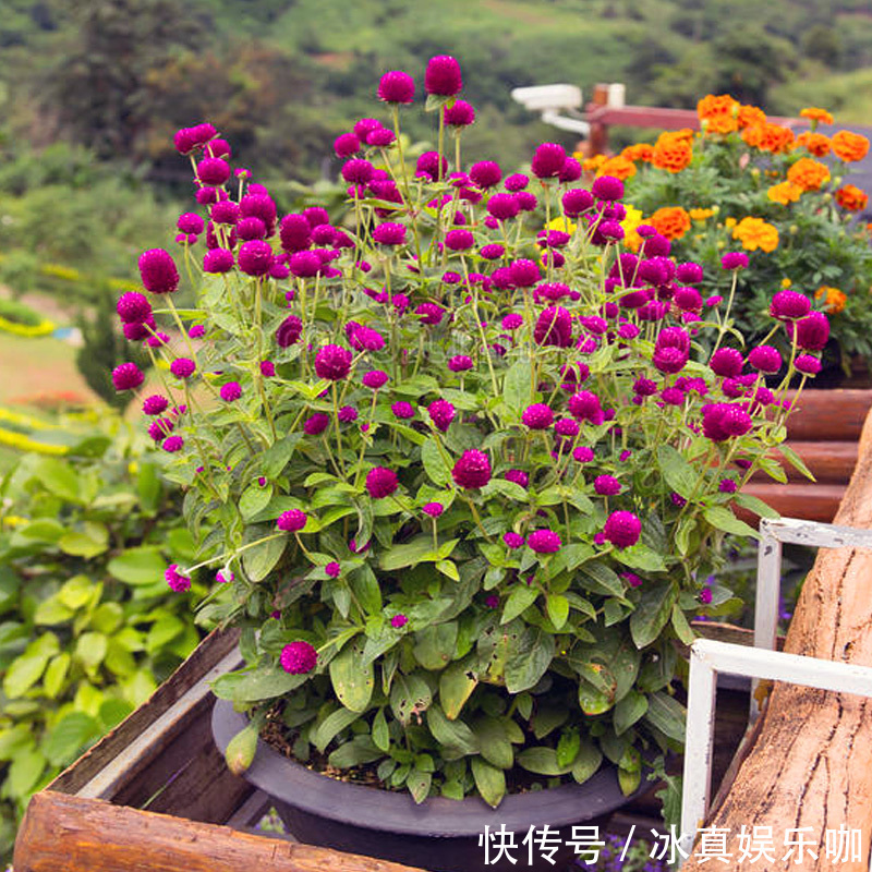 5种“红火花”,养在家里红红火火,鸿运当头,好看又吉利