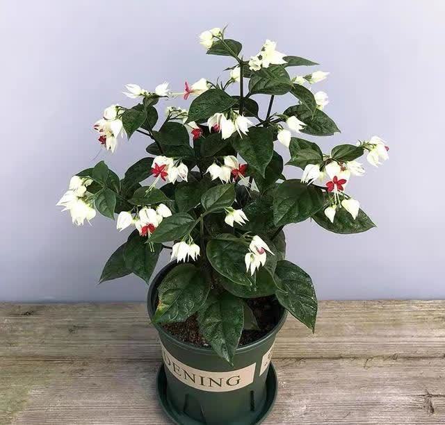 这花真奇特，开花似瑞龙吐珠，家里养几盆，典雅又大方