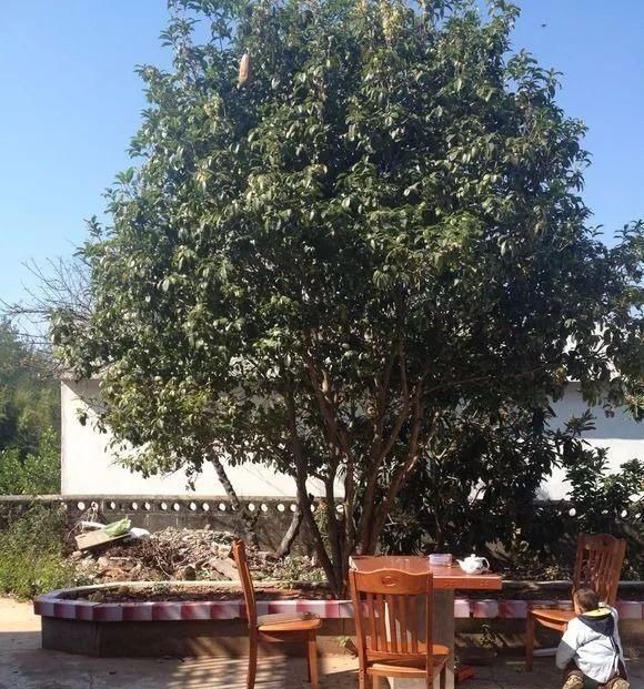 院子里别乱种树，海棠“富贵满堂”，桂花“出贵子”，旺运添福