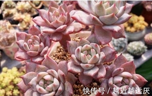 养多肉粉蓝鸟,越狠越容易出状态,养出暗纹颜色红彤彤!