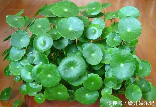厕所|家里养这10样植物，摆放位置得讲究点，不然一盆都留不住