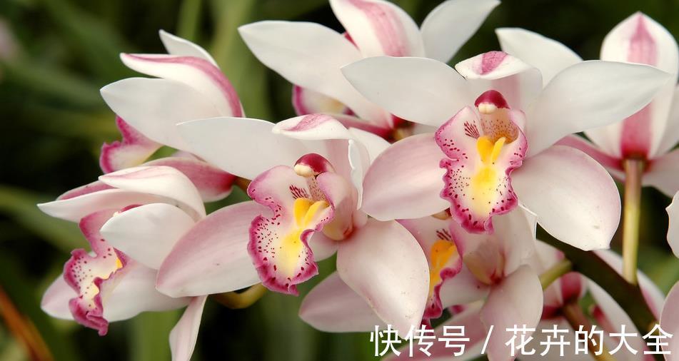 叶片|兰花中最好闻的大花蕙兰