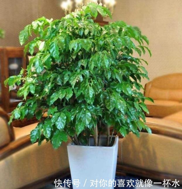 4种花很好养，耐热耐晒更耐旱，夜里释放氧气，空气清新，助睡眠