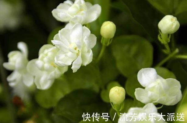 枝叶|盆栽茉莉花如此施肥,长得枝叶非常茂密,花开一茬又一茬!