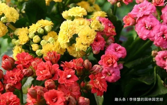 过了休眠期的长寿花不开花怎么办“小黑屋”伺候,乖乖花开爆盆