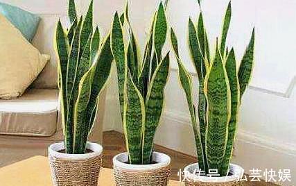 你知道虎皮兰还能开花吗只需做“3点”，开花简单，清香飘满屋