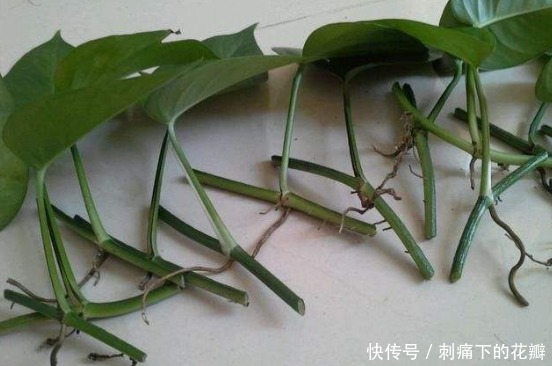 最容易扦插存活的3种花,剪一根枝条插土里,下月就是一盆新植株!