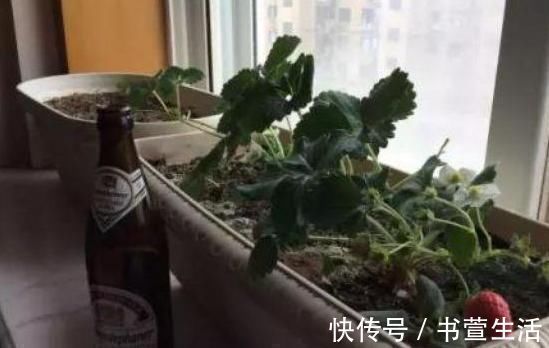 这种“溶液”比柳树枝、蚯蚓粪都强,每家都能做,浇一点就爆盆