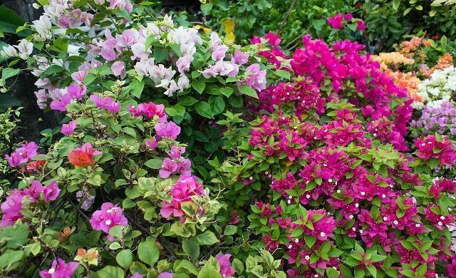 三角梅叶子“展不开”、开花少学会这几点，叶子直冒，花开满枝