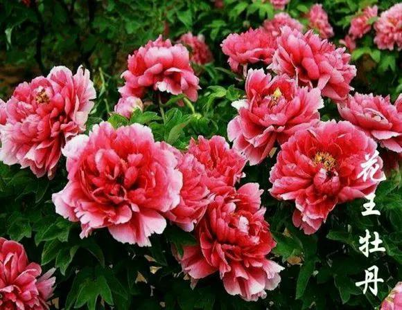 喜欢牡丹花,却一不小心买到芍药!附牡丹花品种图鉴大全