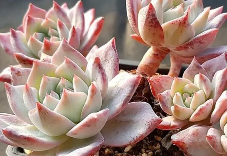 多肉粉蓝鸟怎么养，掌握5点，养出仙气飘飘的状态美极了