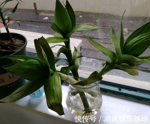 阳台上|3种“转运”树,再贵也要买1盆,放在客厅,有“保安康”的寓意!