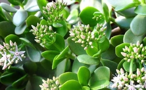 玉树到底有毒没毒,到底能不能在室内养?看完就知道答案