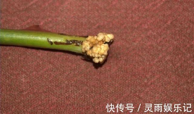 生根|至今还有人“炒作”土豆扦插月季,实操后发现,土豆长得真不错