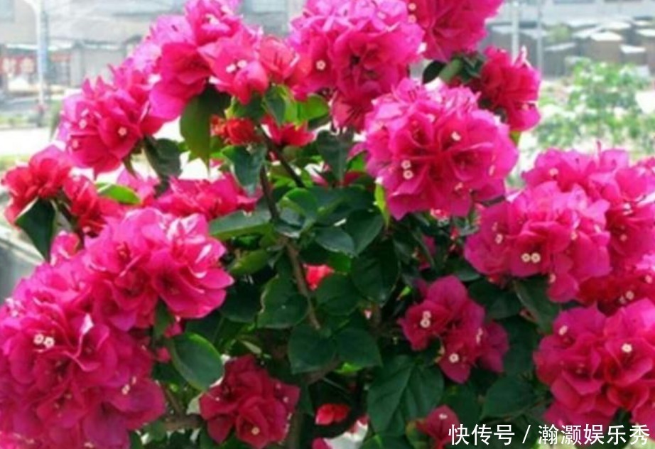 三角梅|3种花深受花友的喜欢,开花爆盆很简单,一次开花300朵