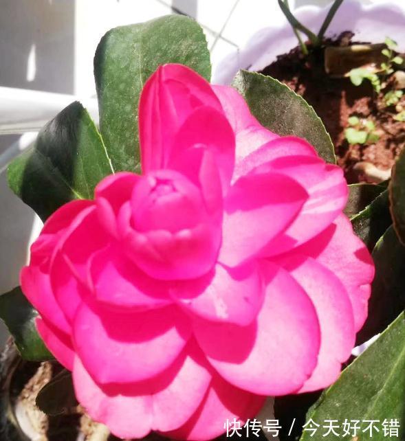 艳丽盆栽山茶花,这样养