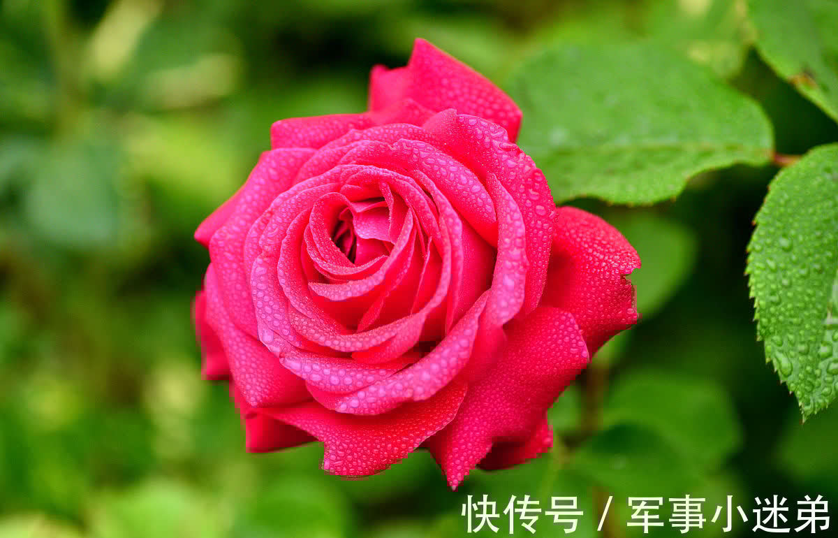 10月养1种花，冬季零下15度也不怕，来年花期长达春夏秋3个季节