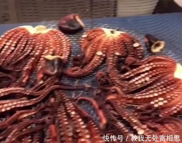 重达|小伙把重达3斤的章鱼塞进瓶子,煮了1小时,用刀一切,太意外!