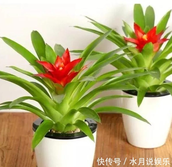 药用价值|特适合养院子里,几种花朵艳丽的开花植物,都可以养很多年