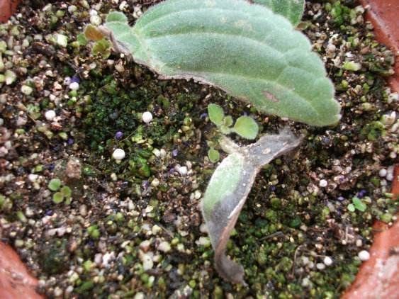 漂亮的花用剪碎的叶片,都能插活一大盆,谁说扦插难