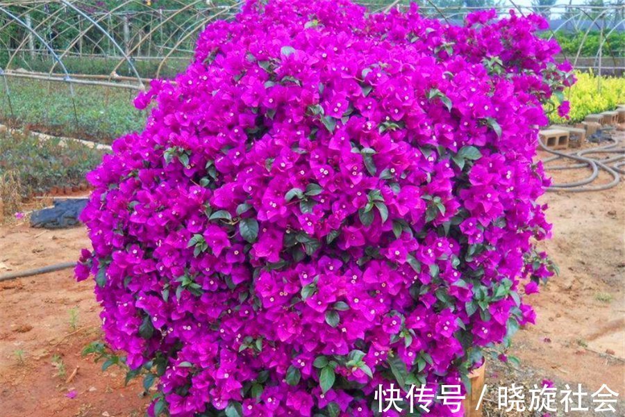 三角梅有“4怕”，难怪枝繁叶茂不开花，学会了花朵多得压弯枝头