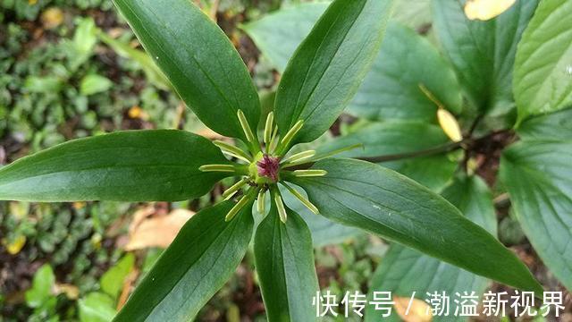 一枝花|“杂草”价值也很高，七叶一枝花比盆景贵，作用更多