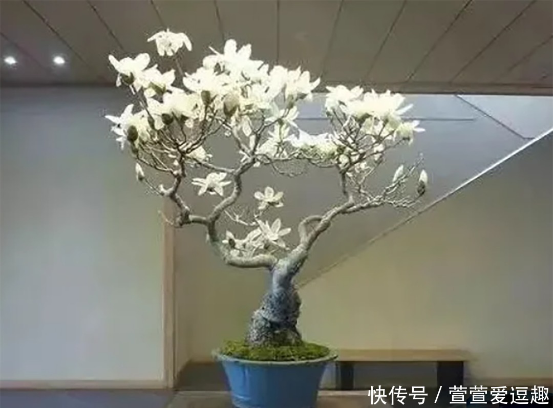 庭院种什么树最吉利，还好看？