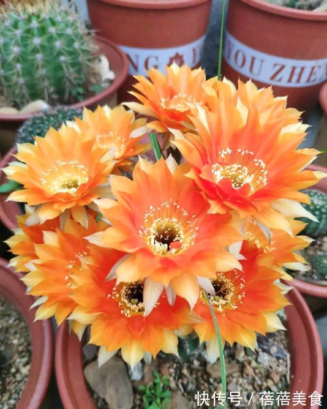 19种常见花“耐寒能力”一览表,天冷要不要“入室”,看看就知道