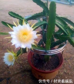 盆栽|养这“3种花”,浇点水就疯长,镇宅又旺财,回家养2盆,身体好