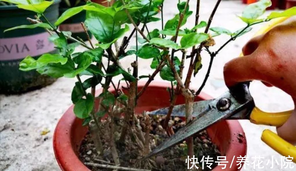 四种花,春天别忘“修剪”,新枝长得壮,孕蕾开花多