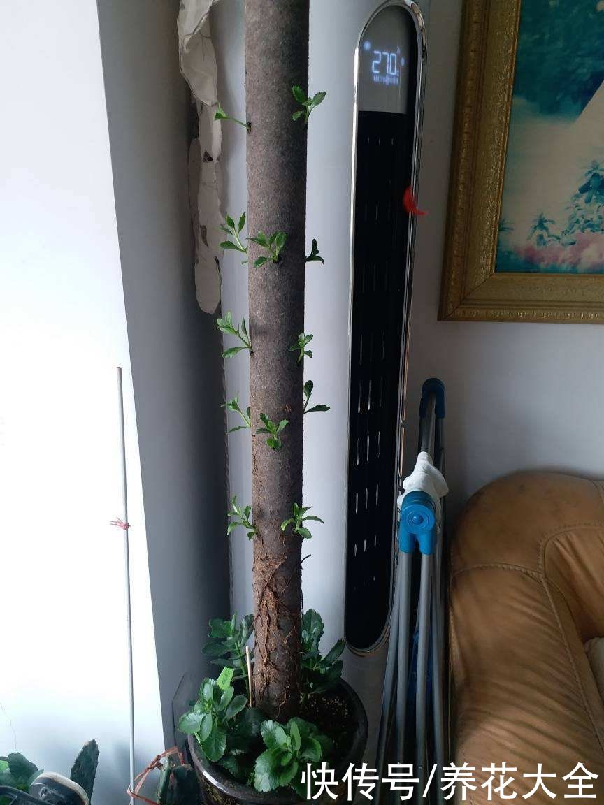 在家养花，一定要注意养花位置，5个地方不能养