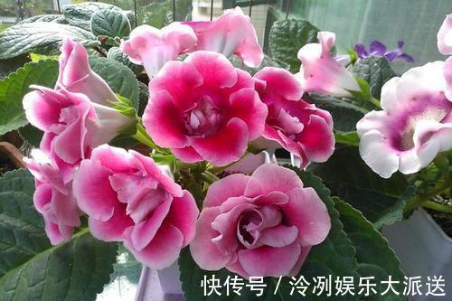 浇水|这2种花花期长又好养，光照不足也不影响，美化环境陶冶心情