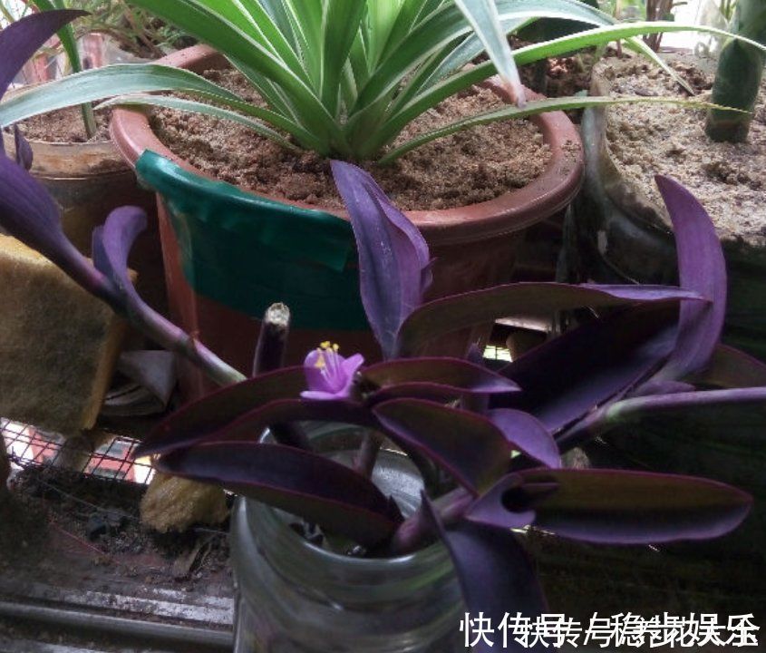 阳台上|紫竹梅紫得高贵,忽略一件事,叶子变成“丑陋绿”,太难看