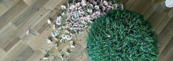 花开败后,手痒剃了个头,剃完就开花,一直剪一直开!