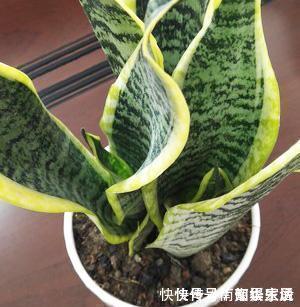 夏天|夏天养虎皮兰，做好3件事，叶子挺拔翠绿，嗖嗖冒笋芽