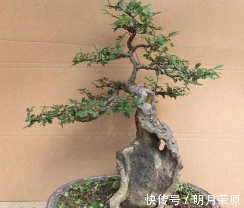 山上2种“疙瘩树”，苍劲古朴、树姿优美，经常被用来做盆景