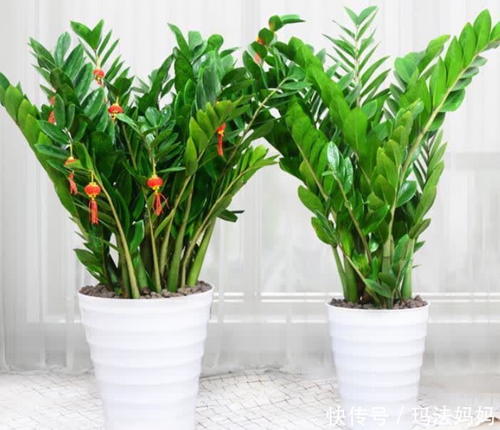 富人|不管穷人富人,客厅建议摆放“3种花”,不贵而且寓意好