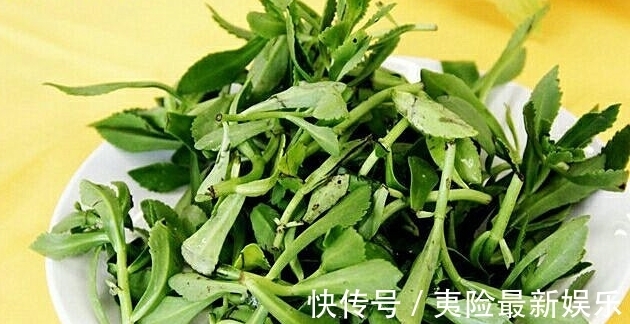 保健|农村这种药食两用的野草,常吃能降三高,对人体心脏有保健作用