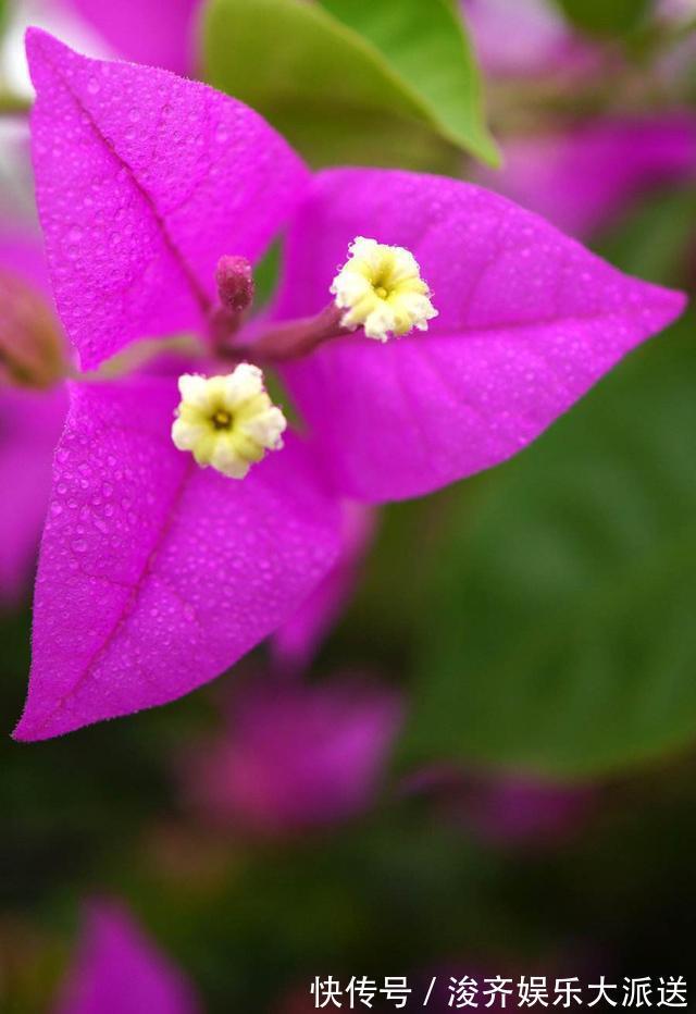 浇水|三角梅盆景开花落败，抓紧时间修剪一番，再次开花很简单