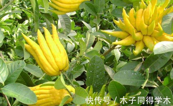 中国传统文化|养花试试这几款,枝叶茂密,色彩绚丽多姿,深受人们喜爱