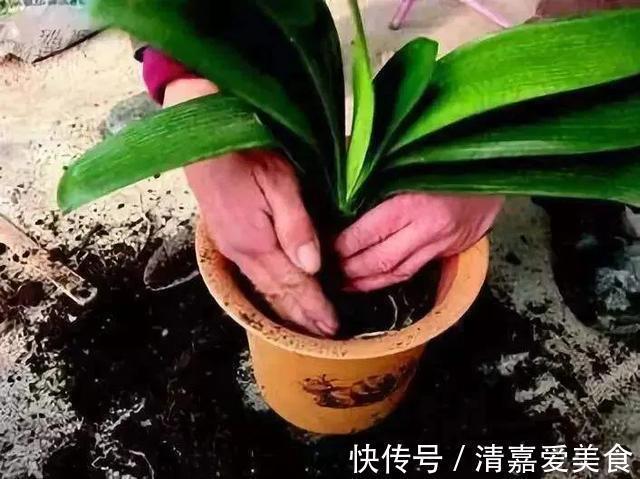 根系|养君子兰，死记硬背5个要点，啥问题也没有，叶子油绿过年满花箭