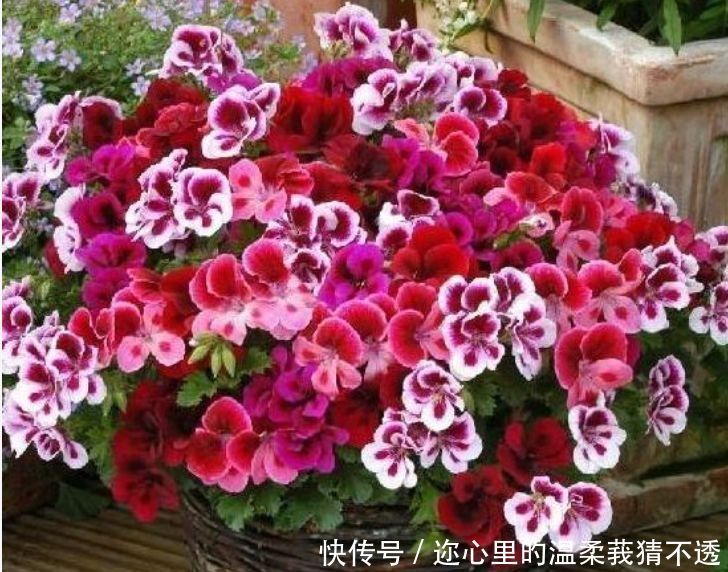 养花就养个花期长的,四季繁花似锦,姿色艳丽,花姿妖娆