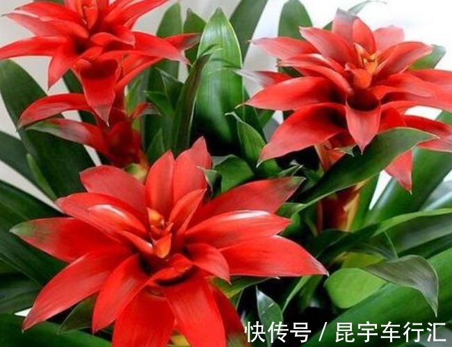 富贵竹|别管有钱没钱,八月十五5种“招财花”,大吉大利,谁看都有档次