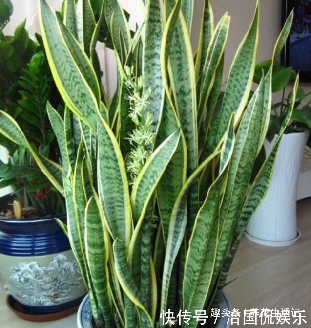 土壤|养虎皮兰不见长，用好“3个”小妙招，不久就“长高高”爆小芽！