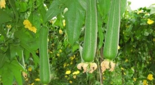 丝瓜|丝瓜和此物是天生的“死对头”，不能一起食用，早知早受益