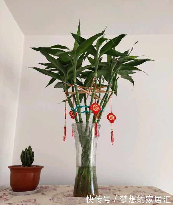 客厅|耐阴的5种绿植,放在客厅,卫生间,北向窗台,都能养得很好!