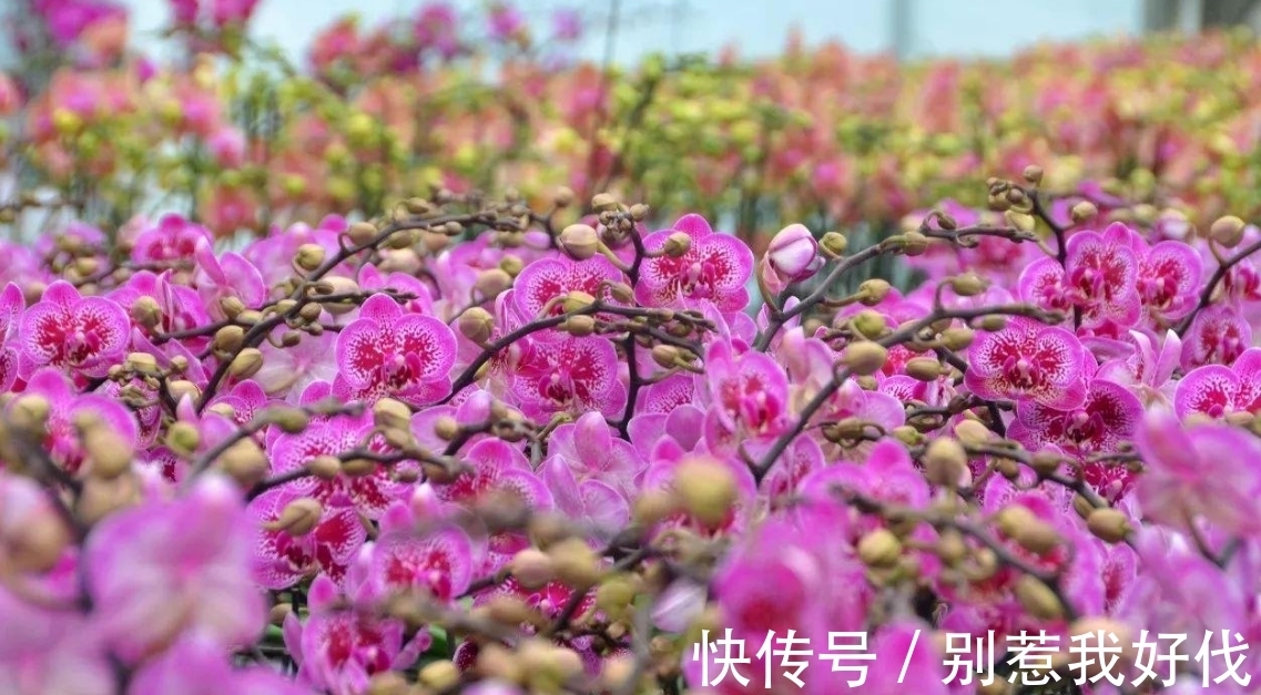 蝴蝶兰花期之后,捡到枝条救一救,来年花开一整盆